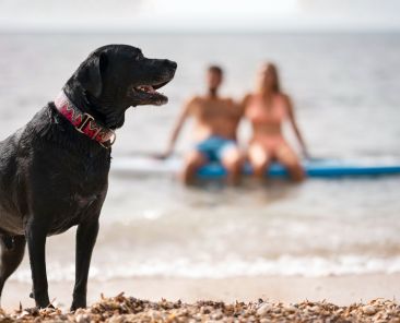 Dog Beach a Rimini guida completa al Bagno 81 con il cane