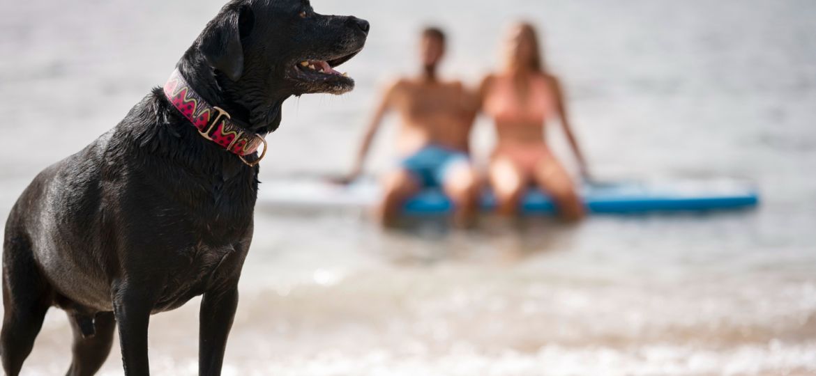 Dog Beach a Rimini guida completa al Bagno 81 con il cane