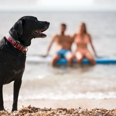 Dog Beach a Rimini guida completa al Bagno 81 con il cane