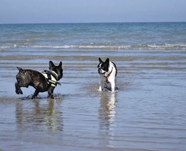Balneazione cani Rimini regolamento cosa sapere