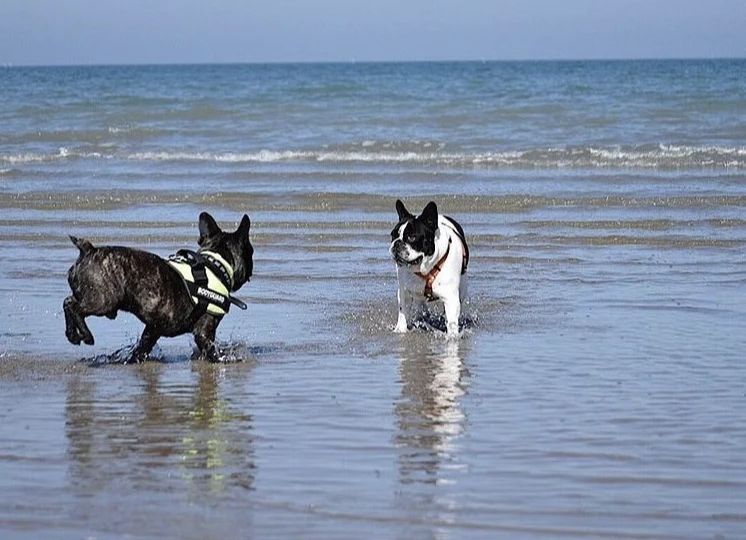 Balneazione cani Rimini regolamento cosa sapere