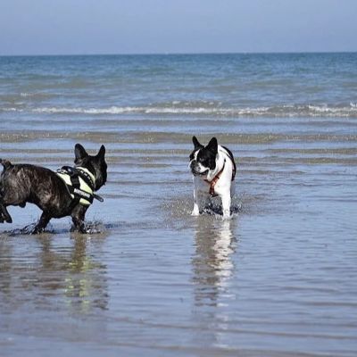 Balneazione cani Rimini regolamento cosa sapere
