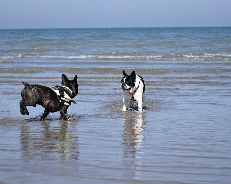 balneazione-cani-rimini-regolamento
