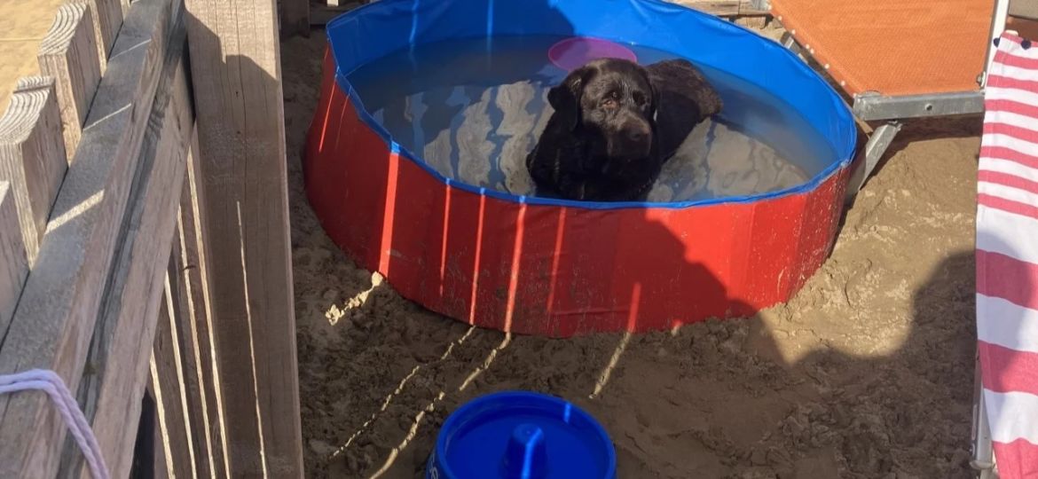 Piscinette per cani Rimini comfort e relax in spiaggia