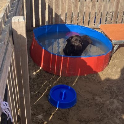 Piscinette per cani Rimini comfort e relax in spiaggia