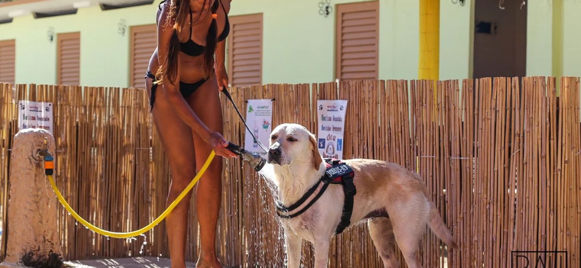 Spiaggia per cani Rimini: guida per scegliere la migliore