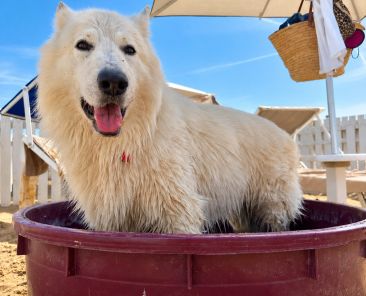 ane nella piscinetta sotto l'ombrellone al Rimini Dog no problem - Bagno 81 di Rimini