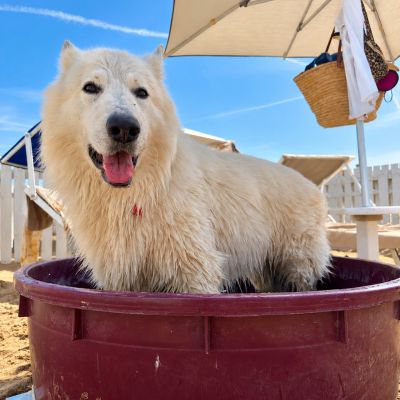Dog cooling off in a pool under a beach umbrella at Bagno 81 in Rimini