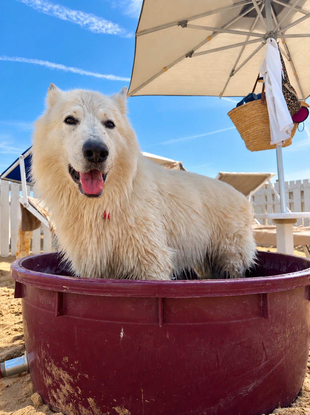 piscinette-per-cani-rimini